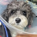 NR-3[동일로]-하-1014 | [이탄] 슬개골 수술 병원 추천 및 스트레스 받았던 보험청구