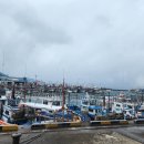 스테이 도채비꽃 이미지