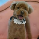 프로펫 애견샵 이미지