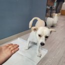 호두가족
