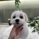 털로덮인친구들 서울상도점 이미지