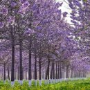 오동슈퍼 이미지