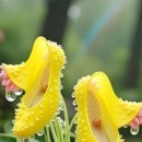 물오름달 이미지