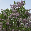 수수꽃다리 이미지