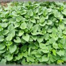 안하농장 이미지