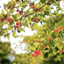 밀양꾸지뽕 영농조합법인 이미지