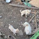 당진시 동물보호소 동물병원 | 용인흥덕종합동물병원 강아지 양말 삼켜서 구토유발주사 후기