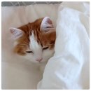 비타민동물메디컬센터 이미지