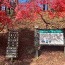 천년숲동로/천년숲서로(남) | 서울 근교 가을여행 / 강원도 평창 월정사 단풍구경 다녀왔어요🤎