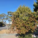 죽산마을 - 1780 | 시골 마을 이장우 김제 죽산 막걸리 모락 방문 후기