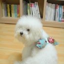 천사날개 이미지