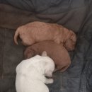 문안산 흑염소 이미지