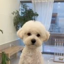 땡글하개 이미지