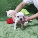 광주강아지분양 고양이분양 펫왕국 이미지