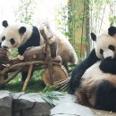 판다 - 미추홀구 독배로462번길 55 | 판다
