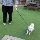 별똥구리