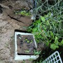 애플수박 심기 이미지