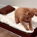 이편한세탁 | 강아지 도넛방석 대신 세탁 편한 집 침대 도도로 쿠션