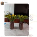 피네농장 이미지