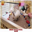 예쁘댕냥 이미지