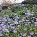 온평리-2 이미지