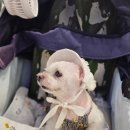 아스타펫살롱 이미지