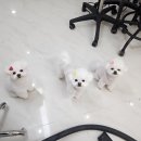 도도애견샵