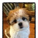 까망댕댕 이미지