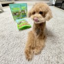 견슐랭 | 구토&amp;알러지 걱정없는 강아지비건 간식 추천 견슐랭 콩간식 3종 솔직 후기