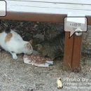 옹기종기 이미지