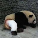 판다9