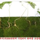 천오 이미지