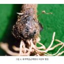 마늘의 주요 병해충1(충북농업기술원)