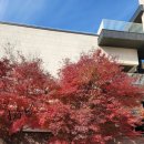 신현로12번길 | 2025 화담숲 주말 실시간 단풍 구경 다녀온 후기 251115 ❤️