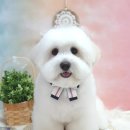 머멍펫살롱(MuMung) 이미지