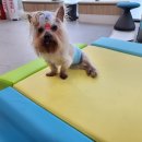 마음편한동물메디컬센터 이미지