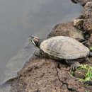 남생이못 습지생태 관찰원 이미지