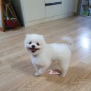 토토펫살롱 - 서구 율도로 104 | 토토펫살롱