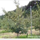 파파스팜 이미지