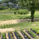 별빛 가람 펜션 | [강원도 홍천] 가성비 단체 펜션추천, 홍천강 뷰 숲캉스 “가람스테이”