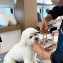 애견미용 이미지