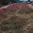 금강엑슬루타워(아)경로당 | 리얼리뷰! 달밤이가 갔다!!대전,세종 "핑크뮬리"가까운곳 <신탄진 산호빛 공원>