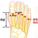 [공지] 평상시 보행 슈즈의 힐 높이