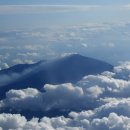 뉴기니 고산지대 들개(HWD)