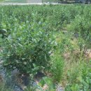 청명농장 이미지