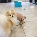 체인지펫샵 이미지