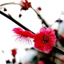 고봉이네 이미지