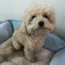 아토,사랑스러워 이미지