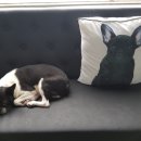 다정하개 이미지