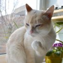 하이냥이 이미지